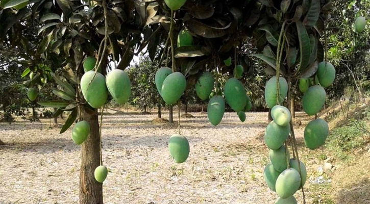 জুনের ২য় সপ্তাহে বাজারে আসছে হাঁড়িভাঙা আম